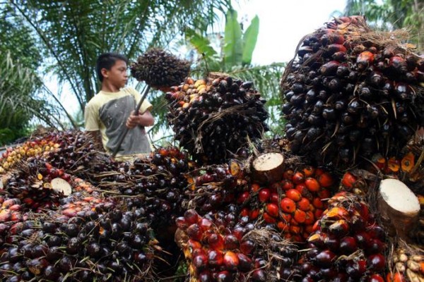  Uni Eropa Larang Sawit, Rapeseed dan Soyabean Untuk Biodiesel